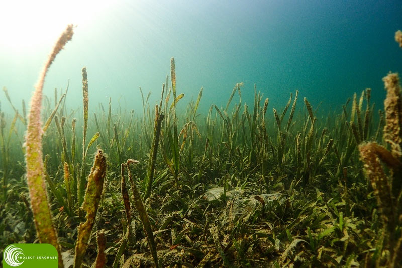 Discover the Wonders of Wakatobi's Seagrass Meadows