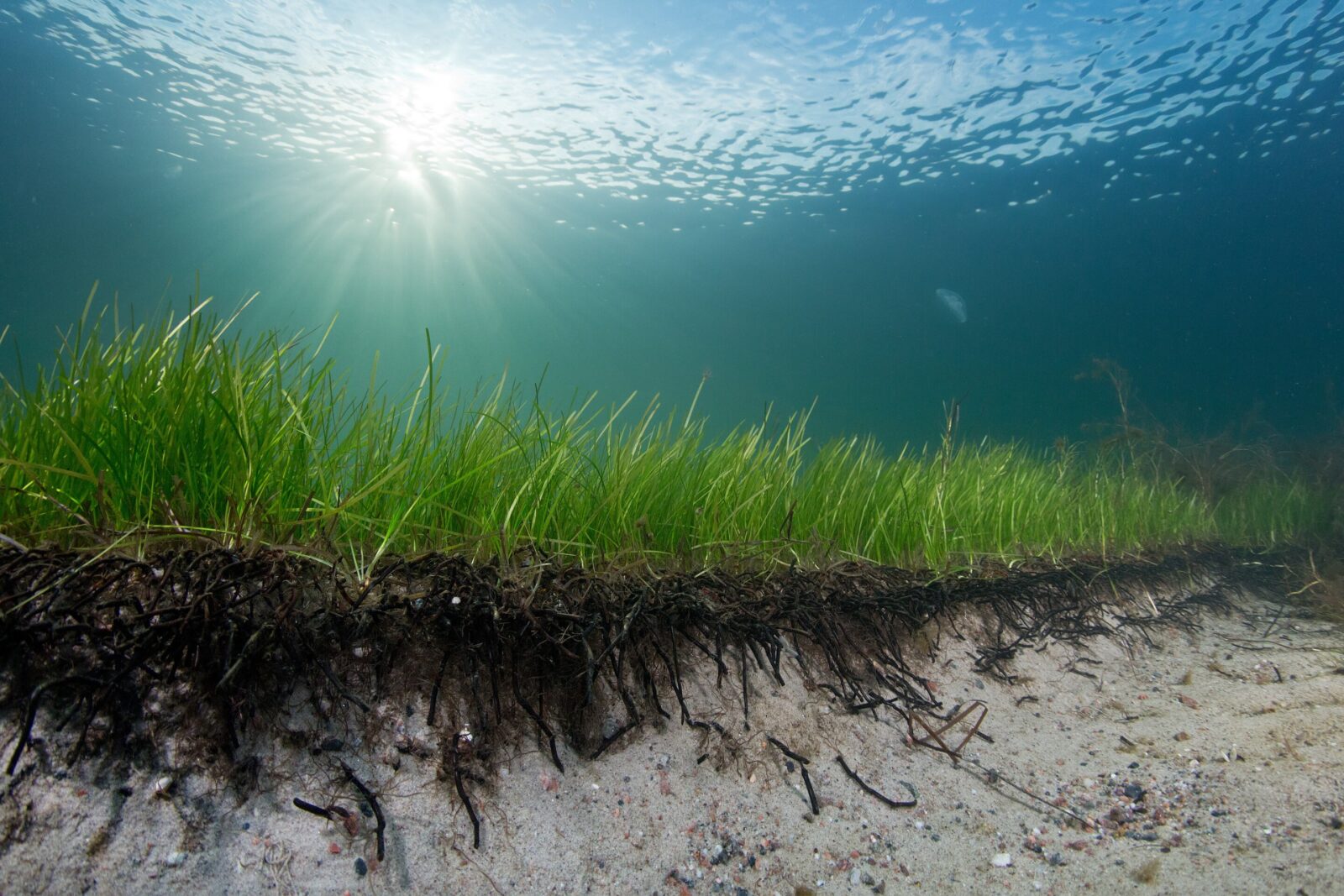Seagrass production around artificial reefs is resistant to human