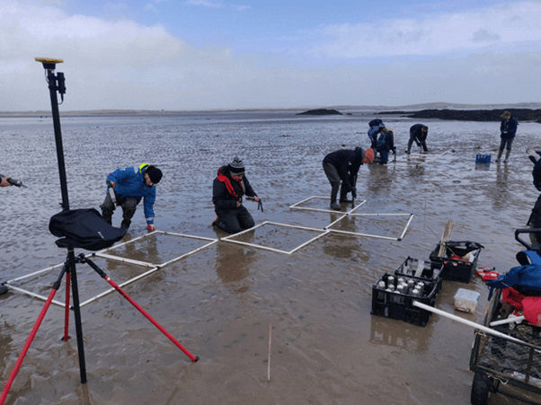 Volunteers supporting seagrass restoration work in Holyhead North Wales. Volunteers are crouching on the ground around quadrats monitoring seagrass.