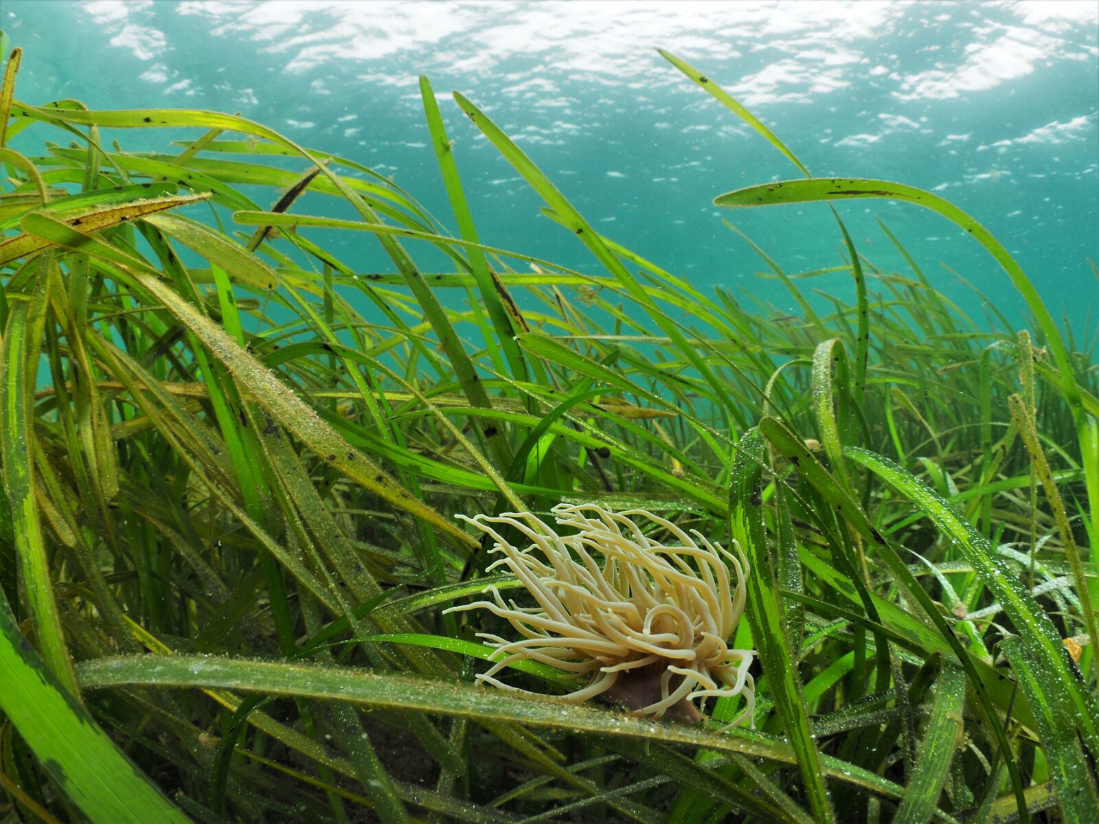 Seagrass, Isles of Scilly, Cornwall, UK Michiel Vos / Ocean Image Bank