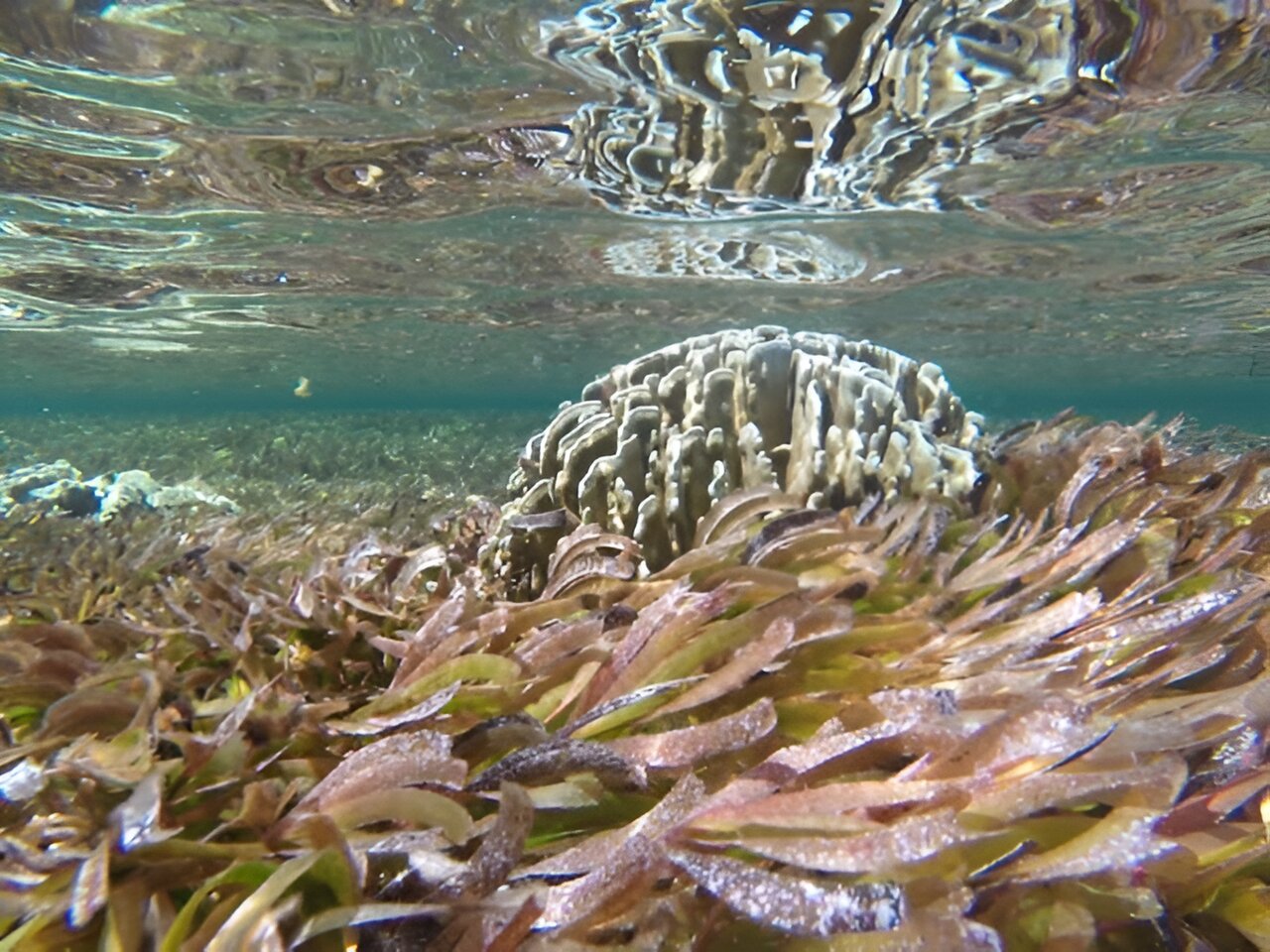 An image of a seagrass habitat