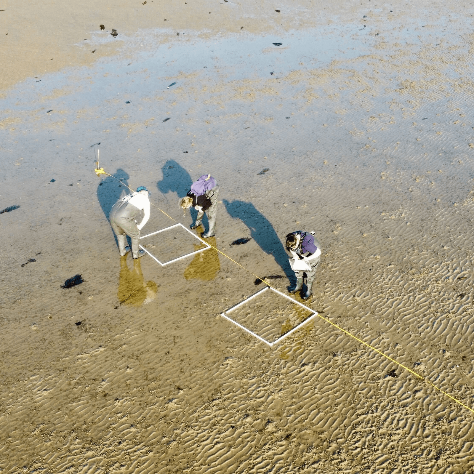 Three members of Project Seagrass staff are standing along a transect line gathering quadrat data on a beach in the Isle of Wight as part of our May fieldwork