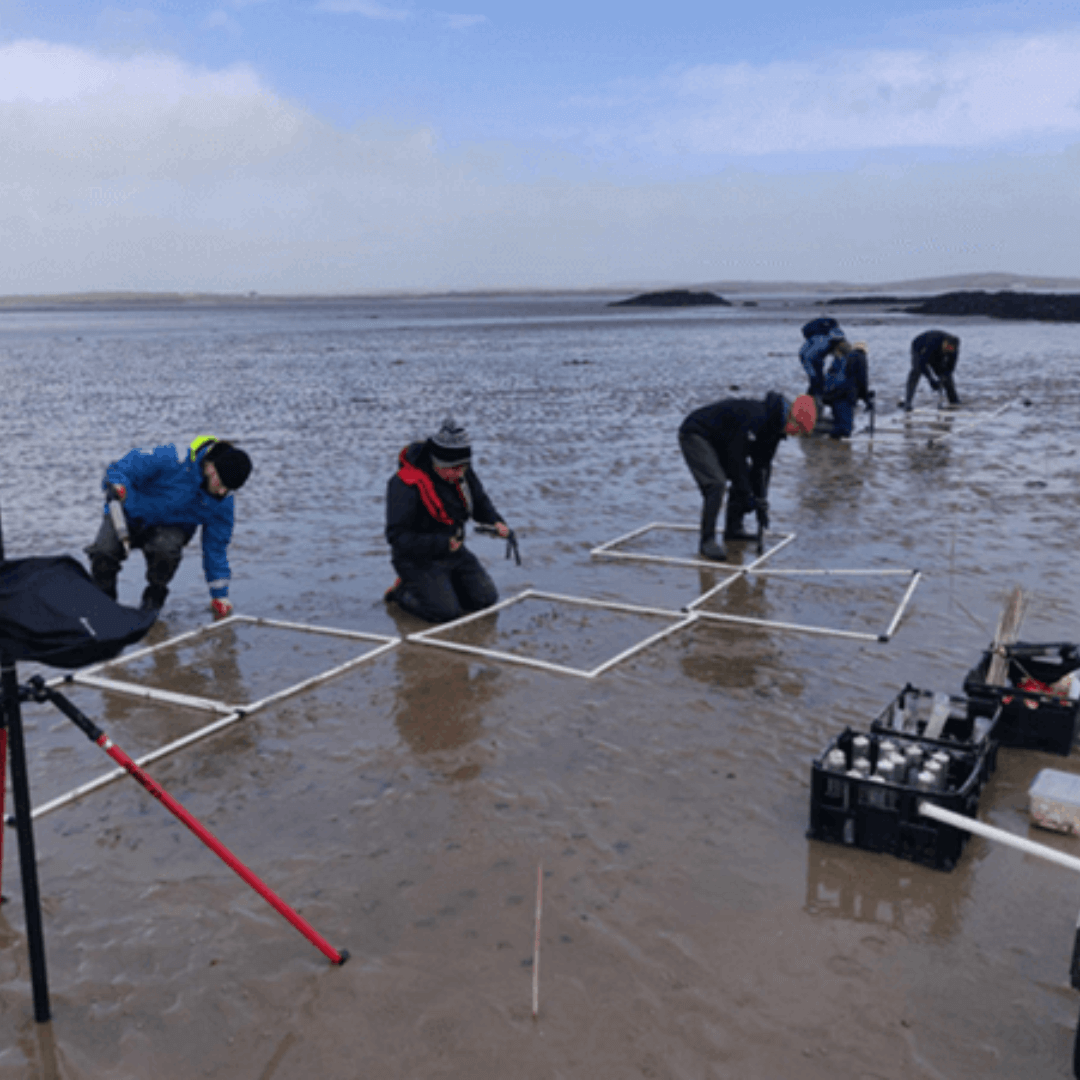 Volunteers supporting seagrass restoration work in Holyhead North Wales. Volunteers are crouching on the ground around quadrats monitoring seagrass.