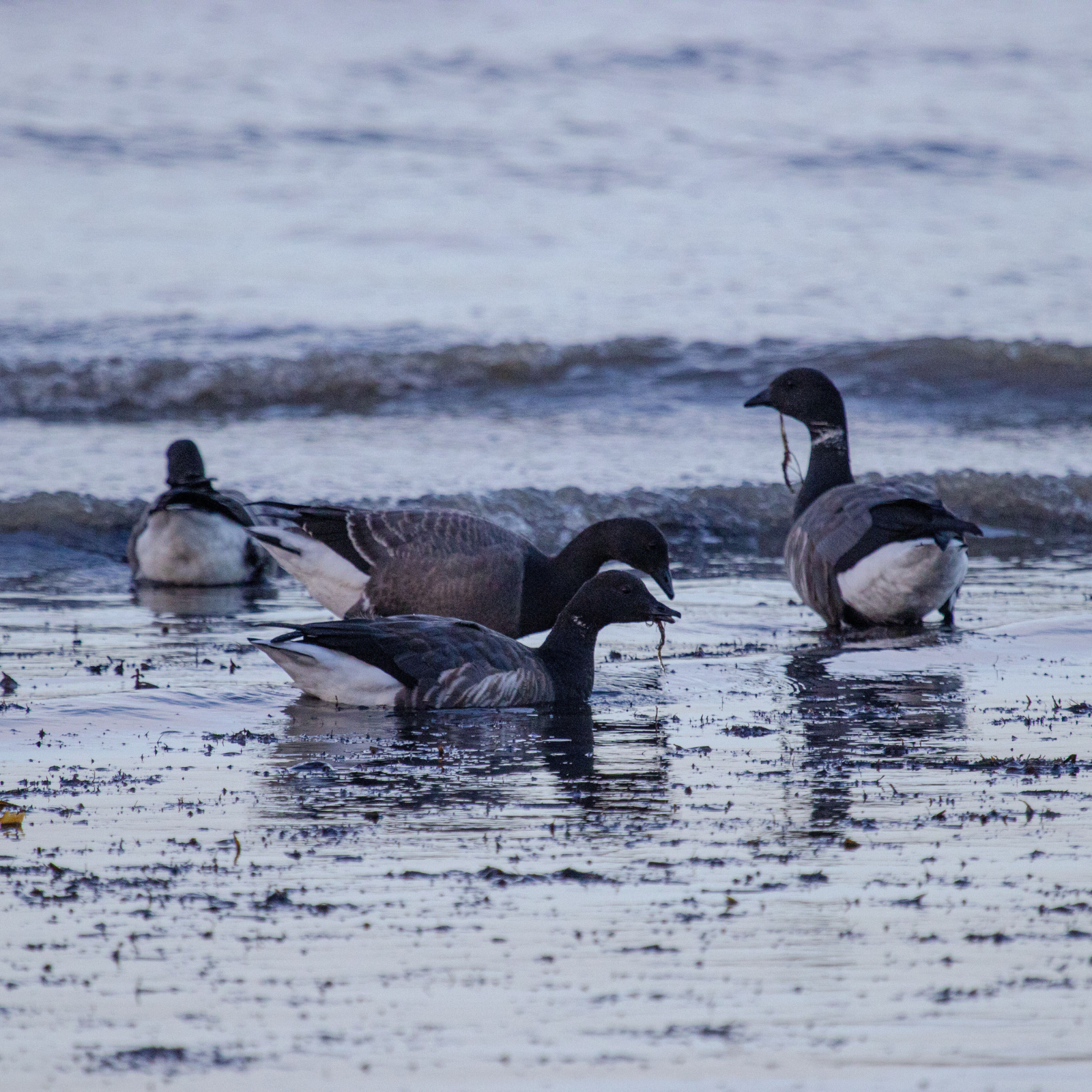 Brent geese Photo Credit: Charles Bagshaw