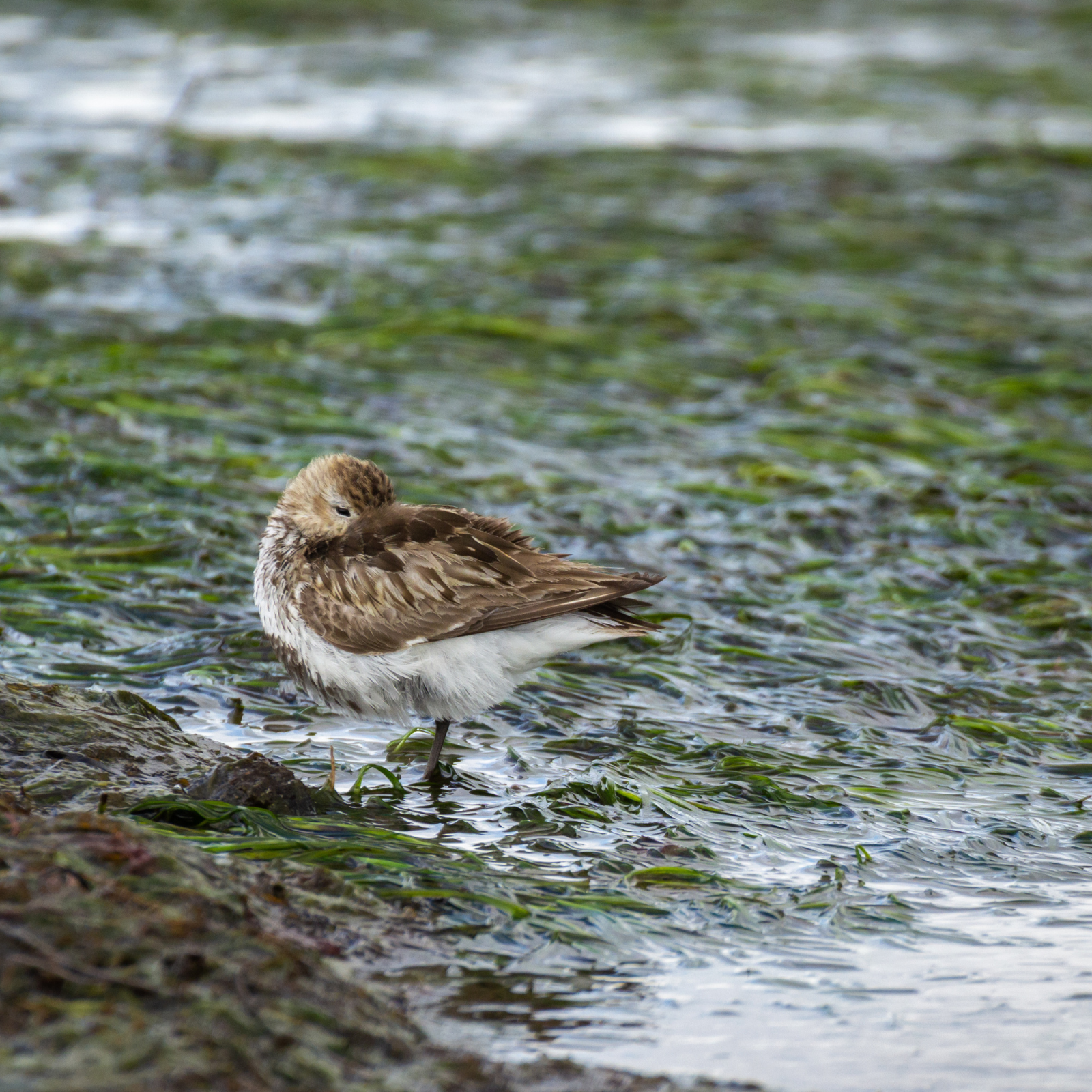 A Dunlin (Calidris alpina) stands with its head tucked into its wing