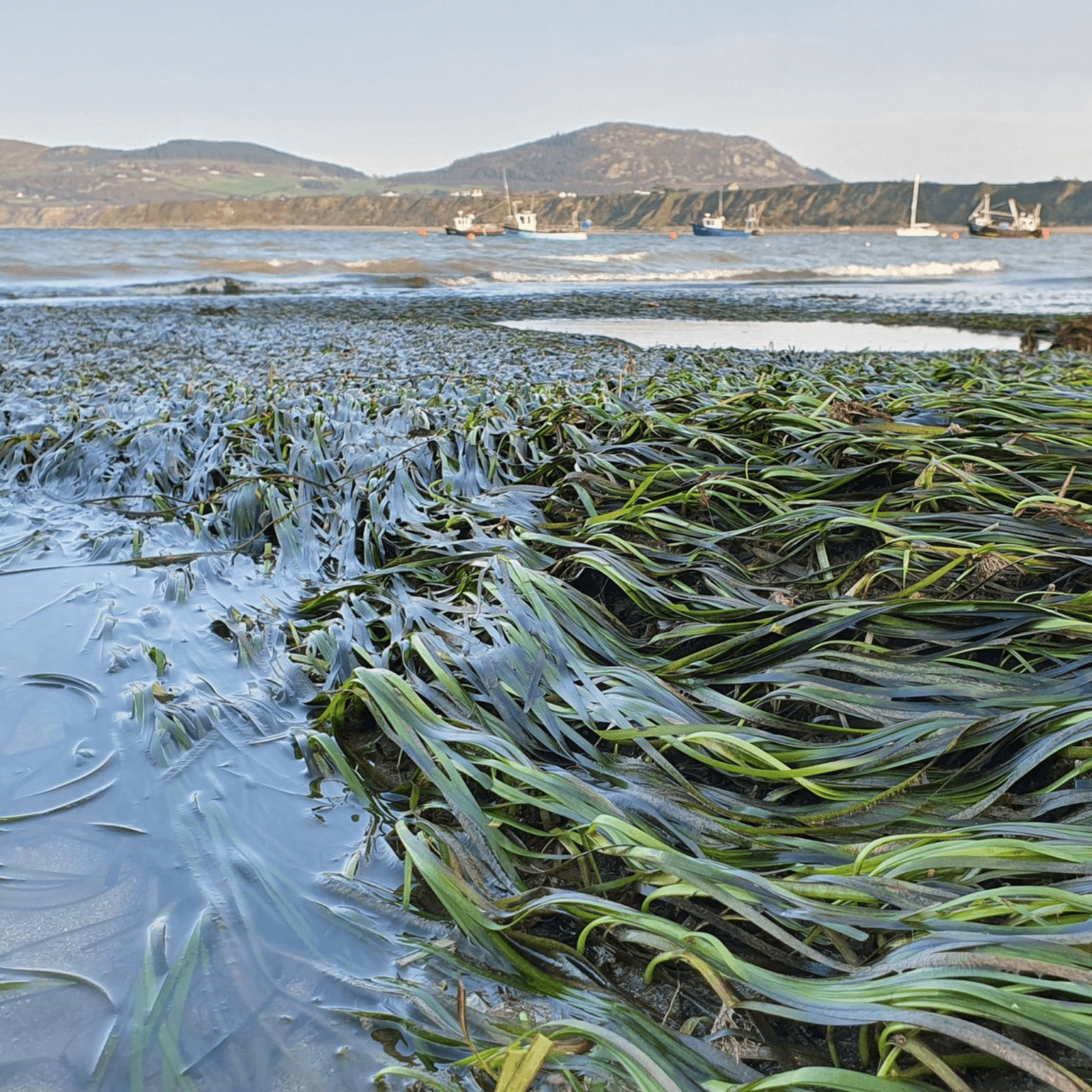 Seagrass Network Cymru submit National Seagrass Action Plan to Senedd