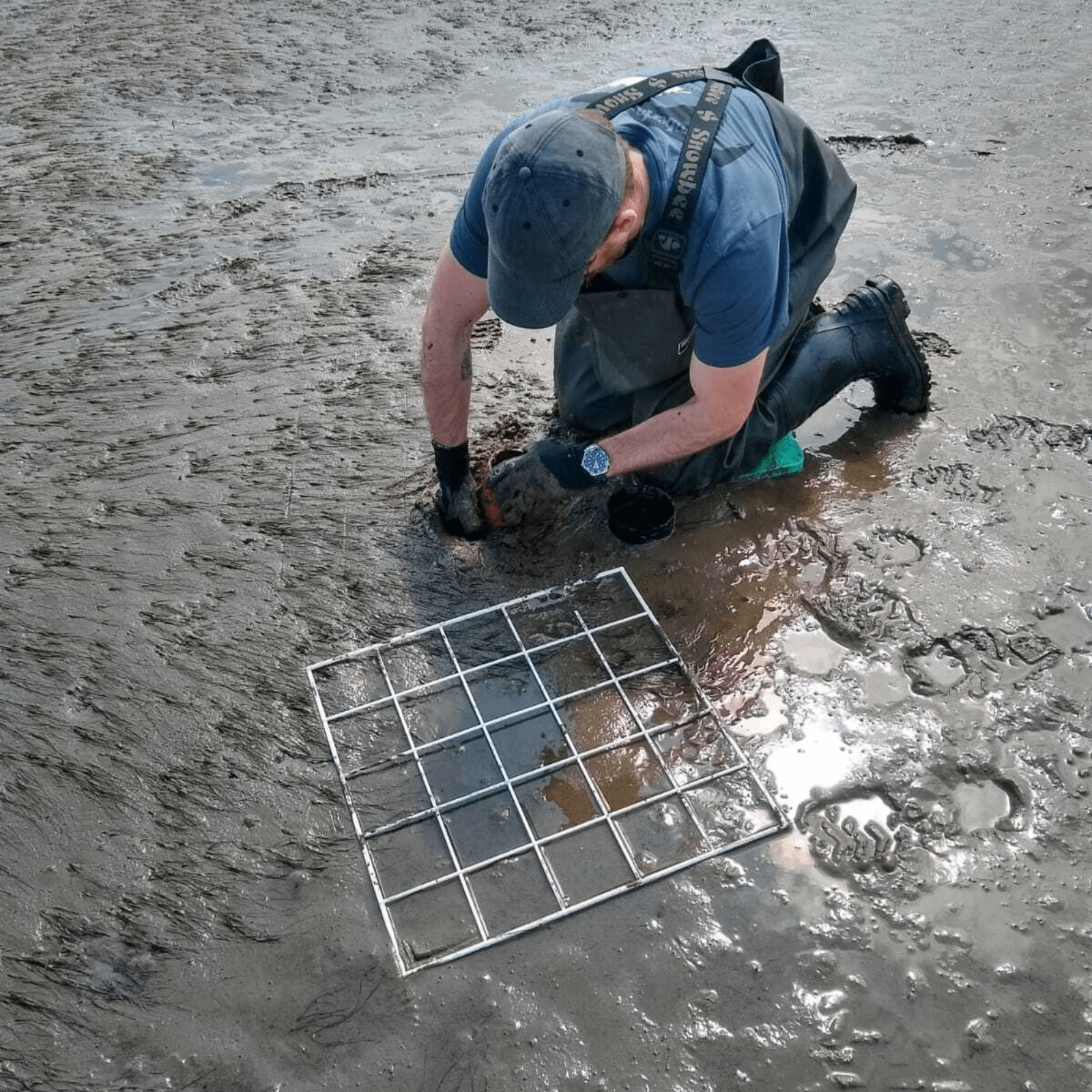 Conor is kneeling in the muddy sediment next to a quadrat. He is collecting a core containing Zostera noltei from the sediment.