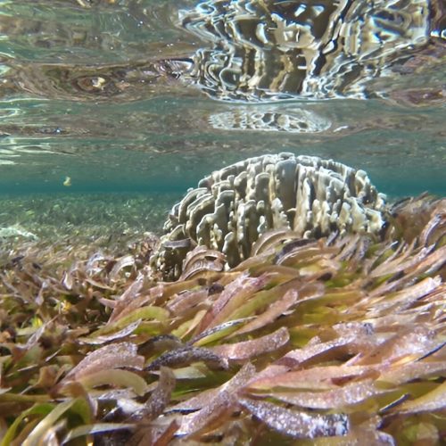 Seagrass habitats are expanding in some areas, to the surprise of researchers. Credit: Matthew Floyd, CC BY-ND