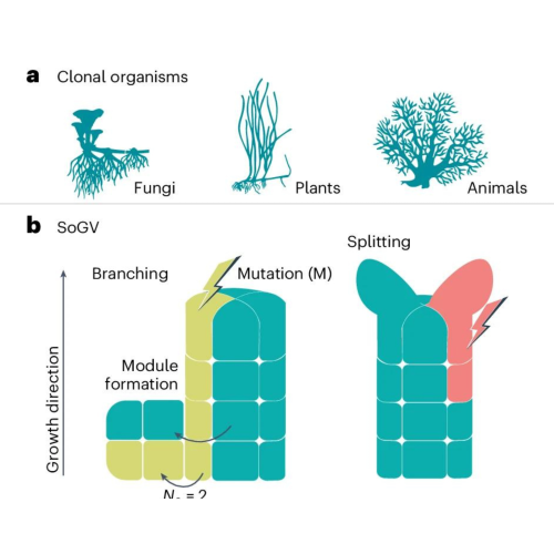Dynamics of SoGV in generic clonal organisms. Credit: Nature Ecology & Evolution (2024). DOI: 10.1038/s41559-024-02439-z