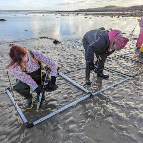 Volunteers using DIS method to plant seagrass seeds in North Wales
